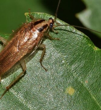 El significado e interpretación correcta de soñar con cucaracha